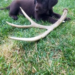 Labrador Retriever Puppies from Lost River Labradors
