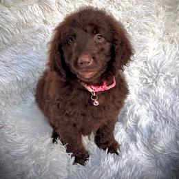 Lady - Chocolate female Labradoodle puppy in Spur, Indiana from Purple Heart Canines