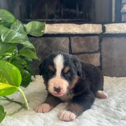 Frodo - Black rust and white male Bernese Mountain Dog puppy in Dundee, Ohio from Steinhaus Dogs