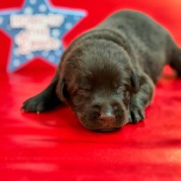 Roller - Chocolate male Labrador Retriever puppy in Isle, Minnesota from Dog Ear Outfitters