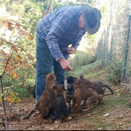 Belgian Laekenois Puppies from Cal Curly Coats Belgian Laekenois