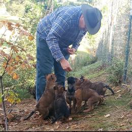 Belgian Laekenois Puppies from Cal Curly Coats Belgian Laekenois