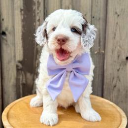 Ocean - male Australian Mountain Doodle puppy in Miami, Florida from Jade’s Paws & Co. Of Miami LLC