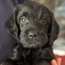 Aspen - Black female Australian Labradoodle puppy in Concord, California from Golden State Good Dogs