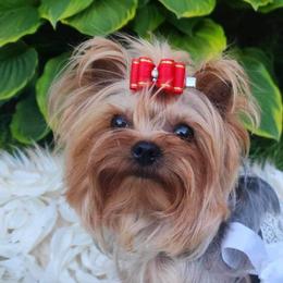 Sassy - Yorkshire Terrier