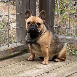 Mary Jane - French Bulldog