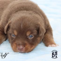 Wolf - Red tri male Miniature Australian Shepherd puppy in Weeki Wachee, Florida from Arlington's Mini Aussies