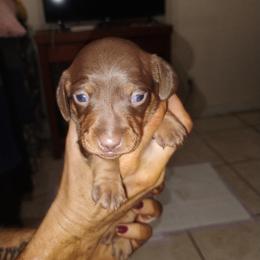 Lucy - Chocolate and tan female Dachshund puppy in Loxahatchee, Florida from Lazy Acres Farm & Long Back Ranch