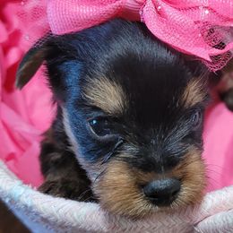 Yorkshire Terrier Puppies from Diana Wulff