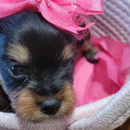 Yorkshire Terrier Puppies from Diana Wulff