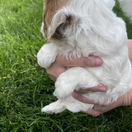 Cavapoo Puppies from Ellas.Pups