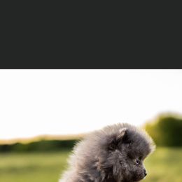 Pomeranian Puppies from Precious Puff Poms