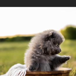 Pomeranian Puppies from Precious Puff Poms