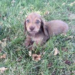 Boy1 - Cream male Dachshund puppy in Umatilla County, Oregon from Divine Dogs