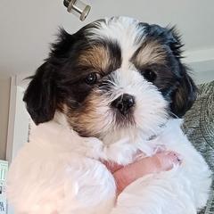 Mal-Shi Puppies from Maple's Malshies