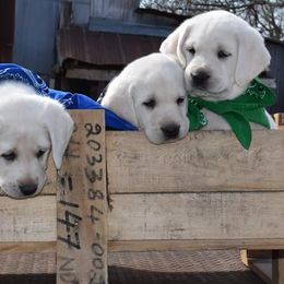 Labrador Retrievers from Cream In My Coffee Labradors