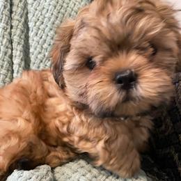 Charlie - Gold male Shih Tzu puppy in Lexington, North Carolina from SCS Shih Tzus