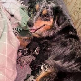Claire - Miniature Australian Shepherd