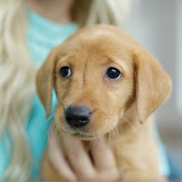 Fiona - Yellow female Labrador Retriever puppy in Allons, Tennessee from UC Labradors LLC