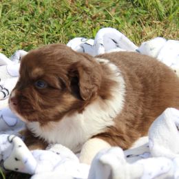 Lexi (blue eyes, read full descript.) - Red tri-color female Australian Shepherd puppy in Roanoke, Virginia from Miniature Angels Farm