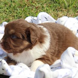 Lexi (blue eyes, read full descript.) - Red tri-color female Australian Shepherd puppy in Roanoke, Virginia from Miniature Angels Farm