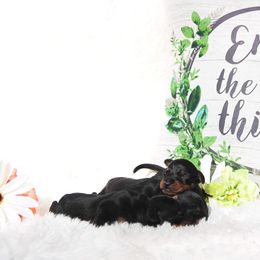 Ibizan Hound and Manchester Terrier Puppies from Dugualla