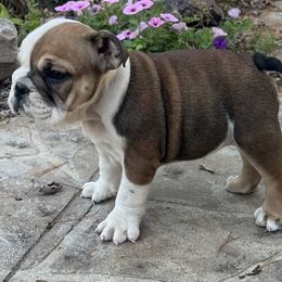 Sadie - Red and white female Bulldog puppy in Salem, Illinois from Itsabulldogthing