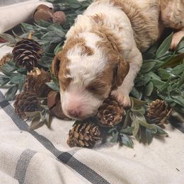 Clarice - Parti female Poodle puppy in Statesboro, Georgia from Briar Creek Kennels