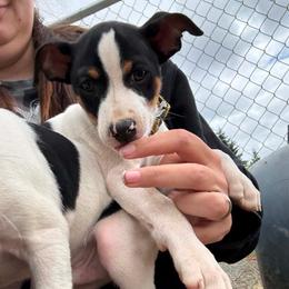 Rigel - White black and tan male Rat Terrier puppy in Molalla, Oregon from The Puppy Patch Rat Terriers