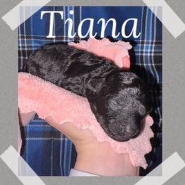Tiana - Black female Poodle puppy in Willisburg, Kentucky from Gabrielle’s AKC Toy Poodles
