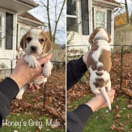 Honeys Grey Collar - Red black and white male Beagle puppy in Brothers, Oregon from Beagles on the Run