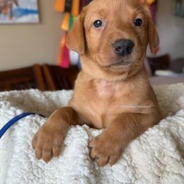 Blue - Yellow male Labrador Retriever puppy in Gillete, Wyoming from Red Prairie Retrievers