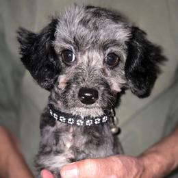 Miss Ebony - Black and white female Aussiedoodle puppy in Dolan Springs, Arizona from High Desert Companions