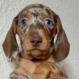 Dachshunds from Freckled Weenies of Sacramento