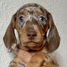 Dachshunds from Freckled Weenies of Sacramento