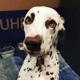 Dalmatians from Cedar Ridge Kennels