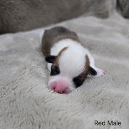 Red Male - Red male Pembroke Welsh Corgi puppy in Tenino, Washington from LoneStar Corgis NW