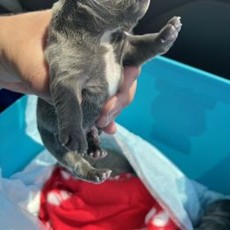 French Bulldog Puppies from Fontana Frenchies