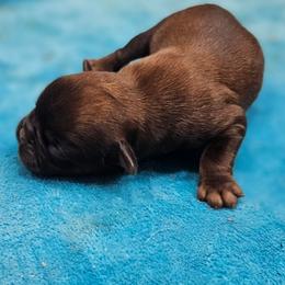 Roughcoat Belge boy - Belge male Brussels Griffon puppy in Woodville, Alabama from BamaBrussels