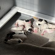 Girl 1 - Orange belton English Setter puppy in Potosi, Wisconsin from Point and Flush Gun Dogs