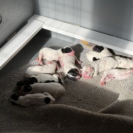 Girl 1 - Orange belton English Setter puppy in Potosi, Wisconsin from Point and Flush Gun Dogs