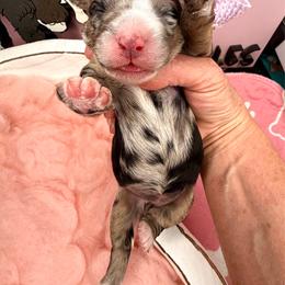 Lavender - Blue merle female Bernedoodle puppy in Curtice, Ohio from The Pink Doghouse