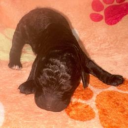 Juliet - Silver female Poodle puppy in Meadowbrook, California from Standard Poodle Pups