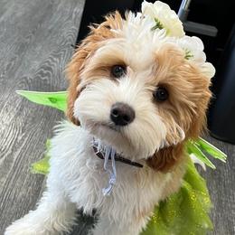 Poppie - Cavapoo
