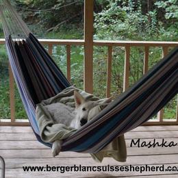 Berger Blanc Suisse and German Shepherd Puppies from Vom Hundhaus German Shepherds