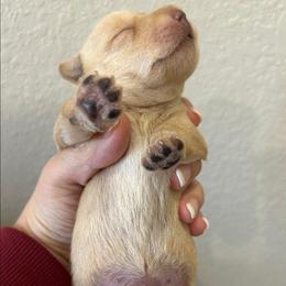 Roni - Wheaten female Scottish Terrier puppy in Crossville, Tennessee from Cavern Kennels