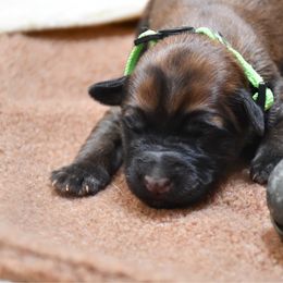 Astoria - Wheaten female Soft Coated Wheaten Terrier puppy in Kirksville, Missouri from BellSharps Australian Shepherds