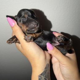 Kike - Black and tan female Dachshund puppy in Beaumont, California from Seleners Wieners