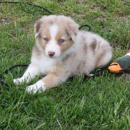 Grace - Red merle female Australian Shepherd puppy in Falcon, Missouri from www.maubachranch.com