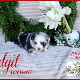 Alyssa - Blue merle female Miniature Australian Shepherd puppy in Madisonville, Texas from Flying LL Aussies